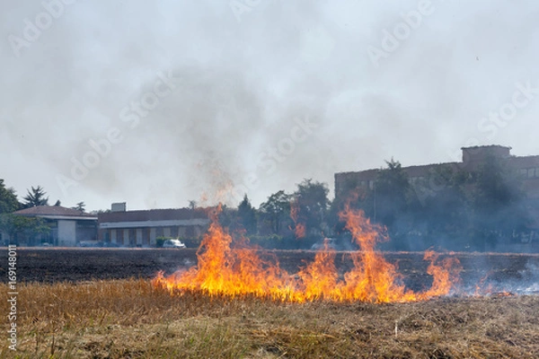Fototapeta Close to a Wheat field in flames Blackened and completely burnt