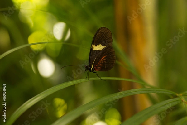 Obraz The Numata longwing (Heliconius numata).