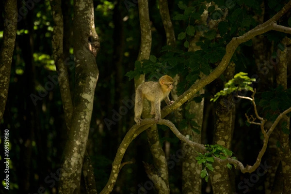 Obraz The Barbary macaque, Barbary ape (Macaca sylvanus).