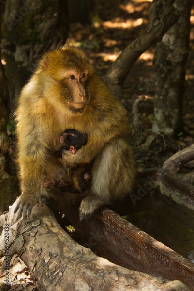 Obraz The Barbary macaque, Barbary ape (Macaca sylvanus).