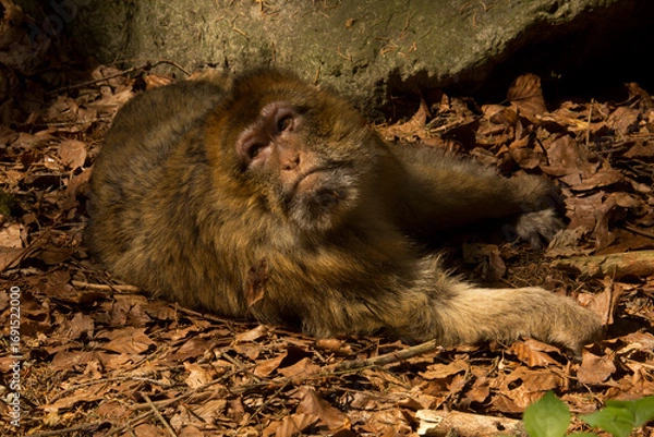 Obraz The Barbary macaque, Barbary ape (Macaca sylvanus).