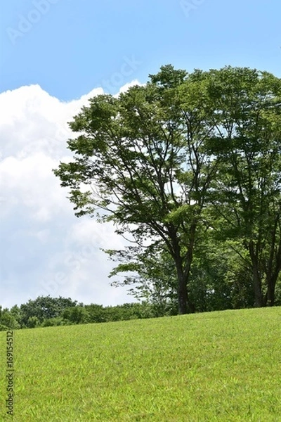 Fototapeta 夏の高原