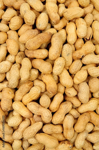Obraz Roasted monkey nut peanuts in shells detail texture background