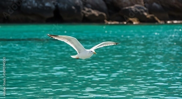 Fototapeta A beautiful white seagull soars gracefully over vibrant turquoise ocean water with a blurred rocky background, capturing the essence of coastal freedom.