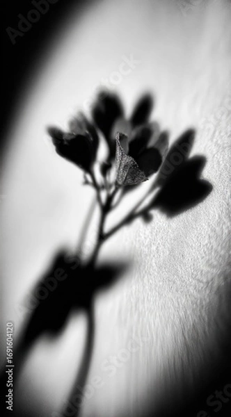 Fototapeta Abstract monochrome image of a flower silhouetted against a textured background. The soft focus and vignette create an ethereal and dreamlike quality