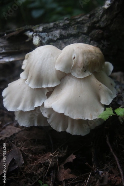 Obraz oyster mushrooms