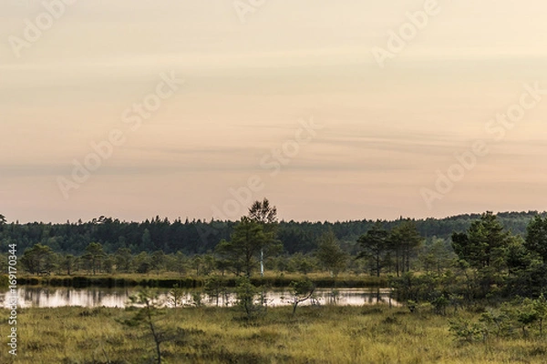 Obraz Latvia. beautiful colors in the evening before sunset in the swamp Dunikas