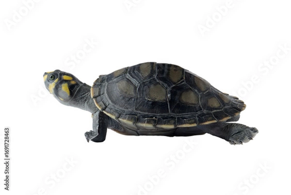 Fototapeta Clown turtle "podocnemis unifilis" on isolated background, Clown turtle closeup	