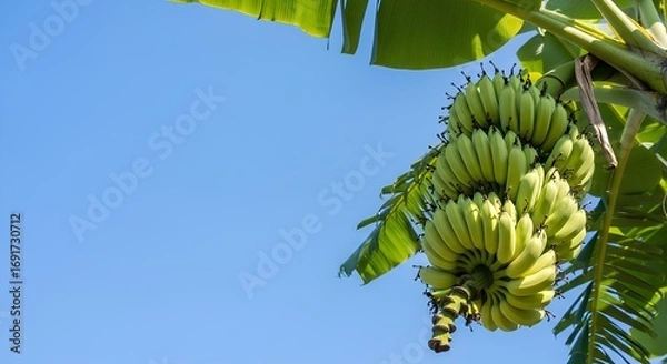 Fototapeta Low angle shot of a large bunch of unripe green bananas growing on a tree against a clear and sunny blue sky with copy space
