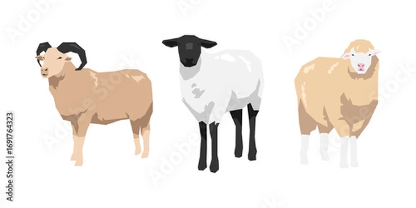 Obraz Set of sheep in geometric shape. Flat vector illustration.