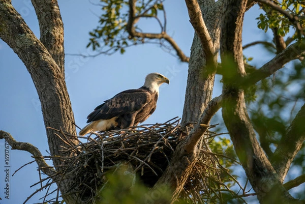 Fototapeta Bald eagle perched in nest on tree branch against blue sky bird raptor