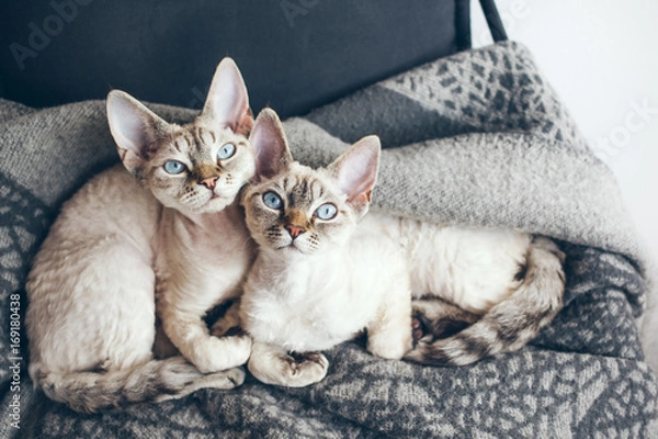 Obraz Dwa urocze i zabawne koty Devon Rex o niebieskich oczach siedzą razem na miękkim wełnianym kocu i patrzą w kamerę.
