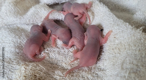 Obraz Baby rats
