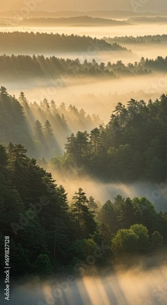 Fototapeta Sunrise Over Foggy Forested Mountain Landscape with Tall Trees and Soft Golden Light