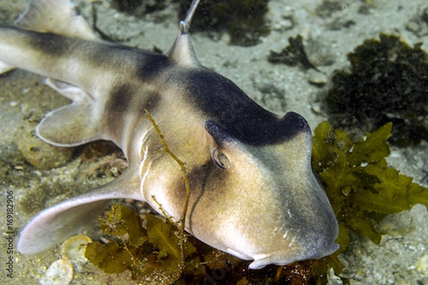 Obraz Port Jackson shark 