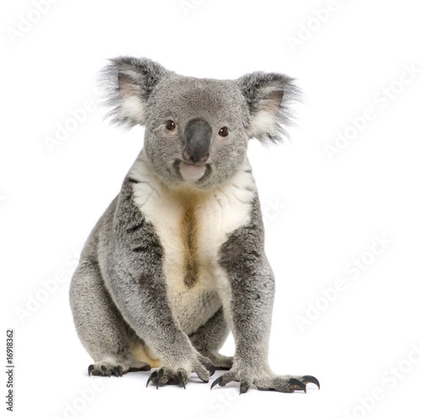 Obraz Portret płci męskiej Miś Koala, przed białym tle