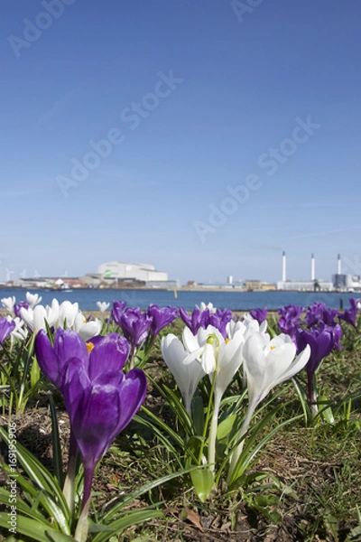 Obraz Crocus spring flowers in sunlight