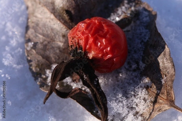 Fototapeta Owoc róży