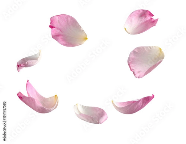 Fototapeta pink white flower petal flying floating in air clipping path isolated on transparent png
