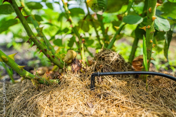 Fototapeta Drip irrigation is applied to a rose bush close-up. Watering plants under the root