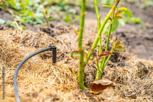 Fototapeta Drip irrigation is applied to a rose bush close-up. Watering plants under the root