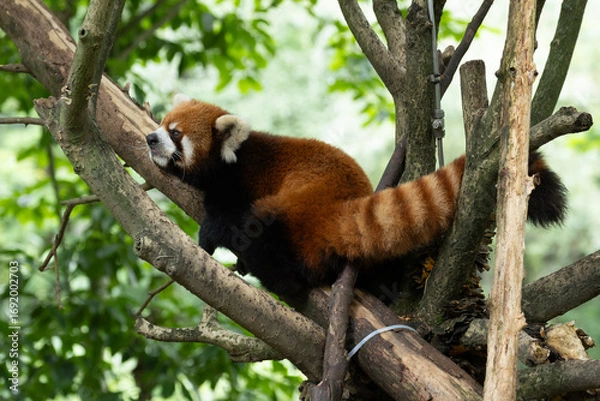 Fototapeta Cute Red Panda on the tree, Chengdu Panda Base, China