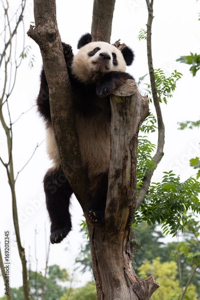 Fototapeta Close up Sleeping Panda on the Tree, Chengdu Panda Base, China