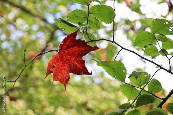 Fototapeta Early autumn season, red maple leaf on a tree in sunny day