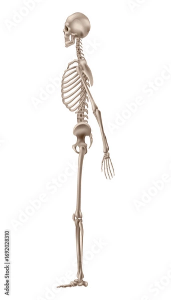 Obraz Human skeleton side view. Vector skeleton 3d realistic anatomy