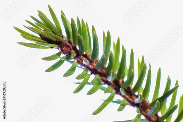 Obraz Kleiner ast einer Fichte