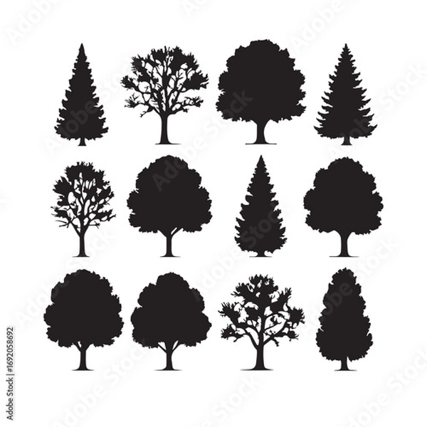 Fototapeta A detailed silhouette of a tall deciduous tree with spreading branches isolated on white background silhouette