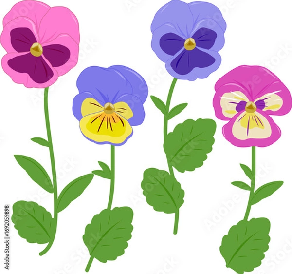 Fototapeta Pansy flowers set. Pretty violets in white background. Colorful pansies in springtime. Cute pansy blossom collection of different color varieties. Vector illustration set