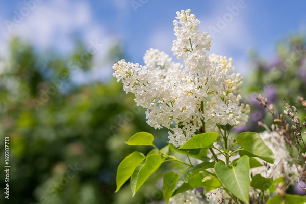 Obraz Serviceberry tree blossom at Summer
