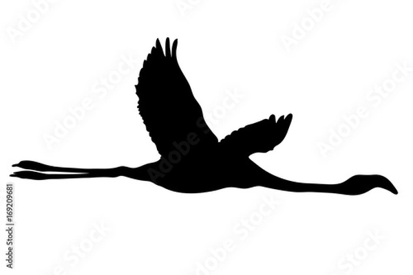 Obraz View on the silhouette of a flamingo - digitally hand drawn vector illustraion