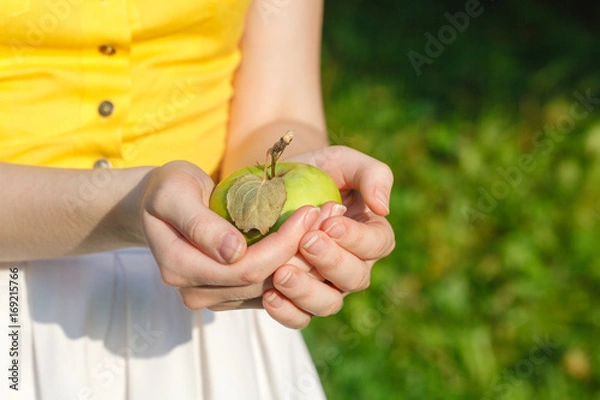 Obraz Young girl holding basket of apples in the garden