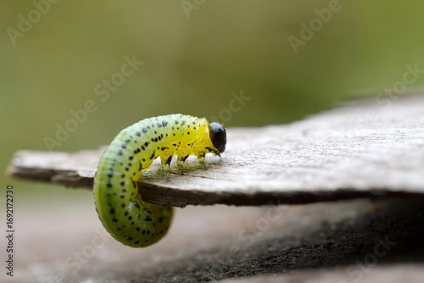 Obraz caterpillar on a bark