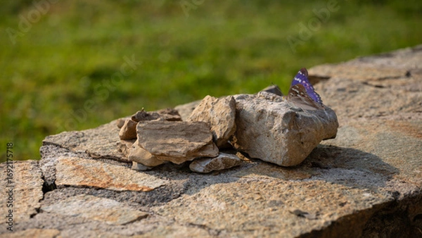 Obraz Papillon bleu et beige au reflets violets et changeant posé sur un muret de pierre sèches et chaudes en fin de journée en été.