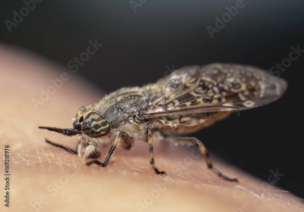 Obraz konia pod ręką