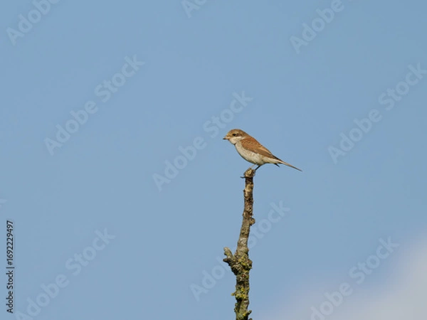 Fototapeta Neuntöter auf Ansitz