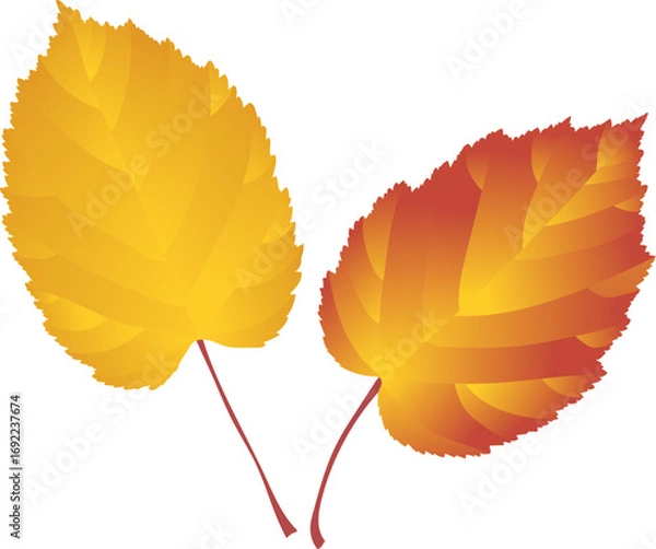 Fototapeta Two and-drawn red-yellow autumn leaves on transparent background. 