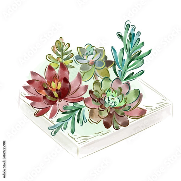 Fototapeta Vector illustration. Watercolor collection of succulents for design, hand-drawn.