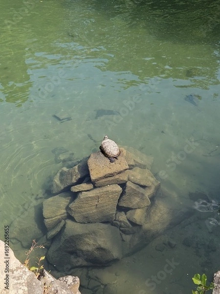 Fototapeta A turtle sunbathes on a pile of rocks in a clear green lake. A tranquil wildlife scene showcasing a peaceful moment in nature with fish visible in the calm water.
