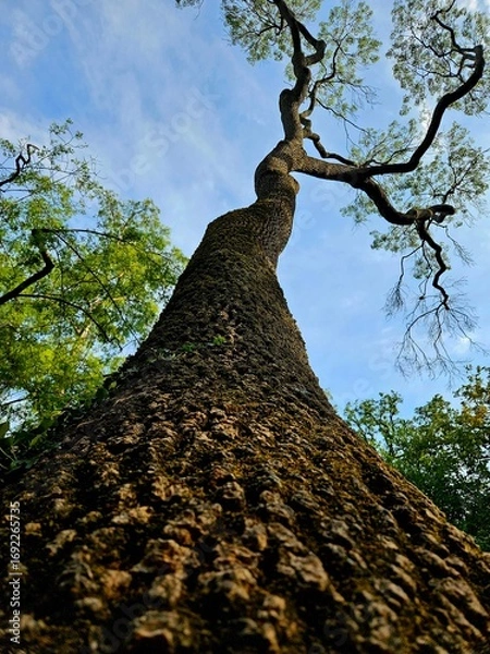 Fototapeta A dramatic low-angle shot of a majestic tree trunk with textured bark, reaching towards a beautiful blue sky. This powerful perspective highlights nature's grandeur and growth.