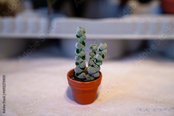 Fototapeta Einzigartige Crassula Buddha's Temple Sukkulente in einem kleinen Terrakotta-Topf