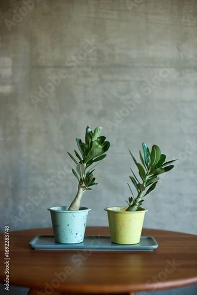 Fototapeta 傾いて成長した鉢植えのアデニウム