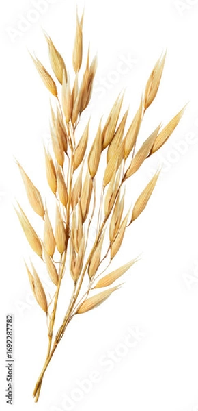 Obraz oat plant