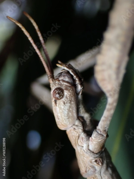 Obraz Stick insect close up