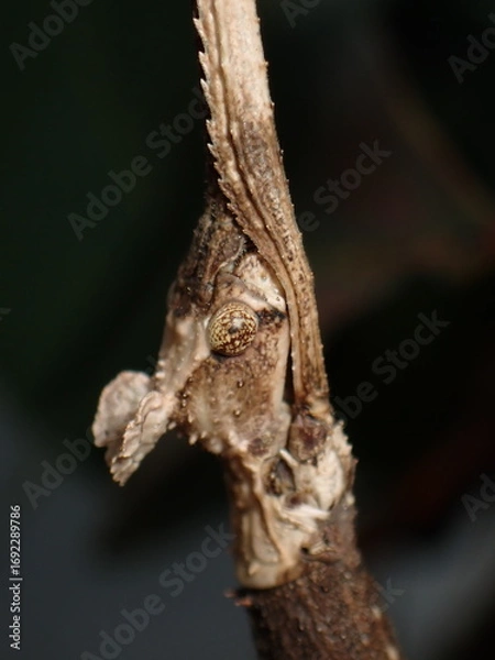 Obraz Crowned Stick Insect