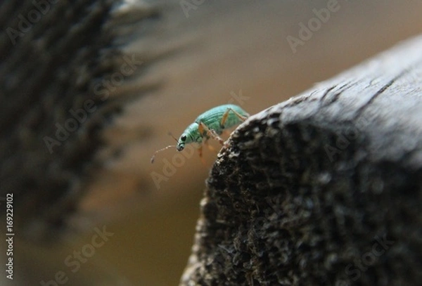 Fototapeta Green beetle