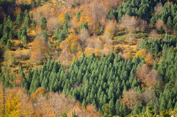 Obraz forêt en montagne